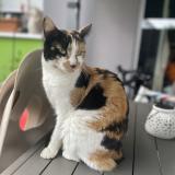 Foto del gato perdido en Hesingue