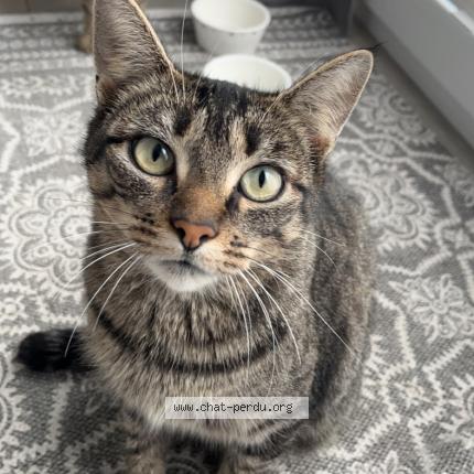 Foto 1/1 Miss Chat perdido en Marche en famenne