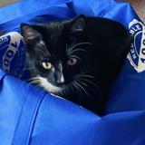 Foto del gato perdido en Piedmont