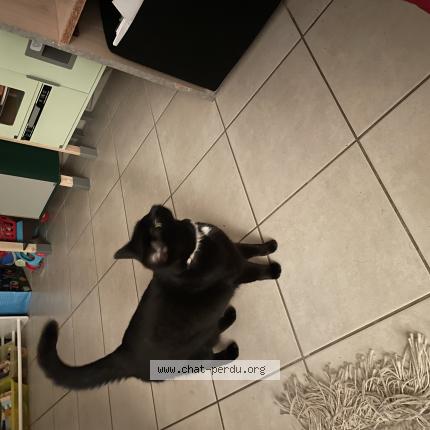 Foto 1/1 Gato encontrado Encontrado en Hauteville les dijon