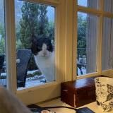 Foto de gato encontrado en Amboise