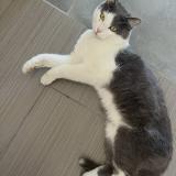 Foto del gato perdido en Vergeze