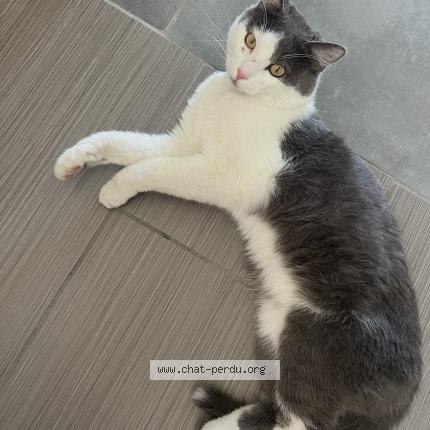 Foto 1/1 Lilo Chat perdido en Vergeze