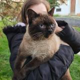 Foto del gato perdido en Hauteville Sur Fier