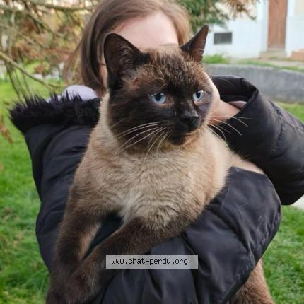 Foto 1/1 Cookie Chat perdido en Hauteville sur fier