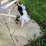 Foto del gato perdido en Chateau Larcher