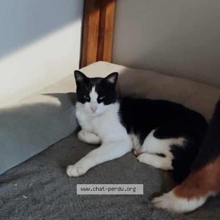 Foto 2/4 Uno Chat perdido en Chateau larcher