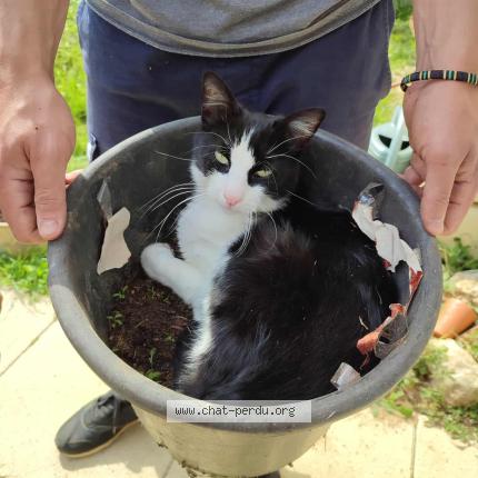 Foto 3/4 Uno Chat perdido en Chateau larcher