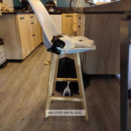 Foto 4/4 Uno Chat perdido en Chateau larcher