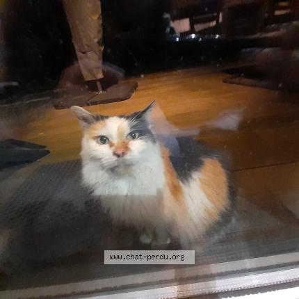 Foto 1/1 Gato encontrado Encontrado en Warneton