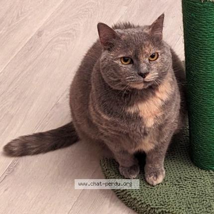 Foto 1/1 Mimichat Chat perdido en Creteil