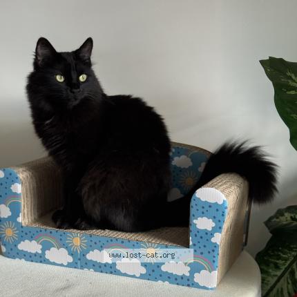 Foto 1/1 Wednesday Chat perdido en Lincoln