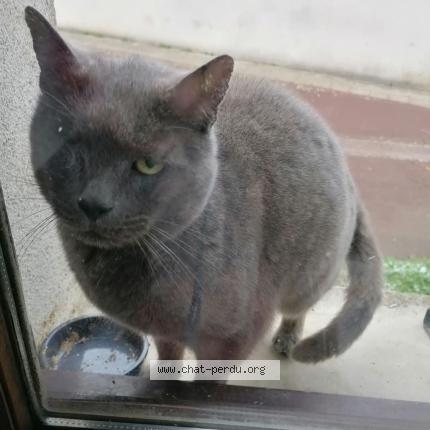 Foto 1/1 Gato encontrado Encontrado en Issoudun