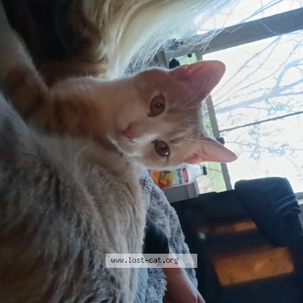 Foto 1/1 Gato encontrado Encontrado en San jose