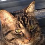 Foto del gato perdido en Bandol