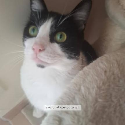 Foto 1/2 Willow Chat perdido en Plobannalec lesconil