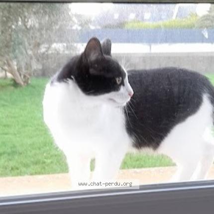 Foto 2/2 Willow Chat perdido en Plobannalec lesconil