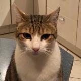 Foto del gato perdido en Beard Geovreissiat