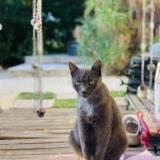 Foto del gato perdido en La Trinite