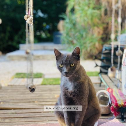 Foto 1/1 Maurice Chat perdido en La trinite