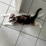 Foto del gato perdido en Quimper