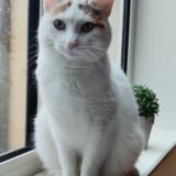 Foto del gato perdido en Cremarest