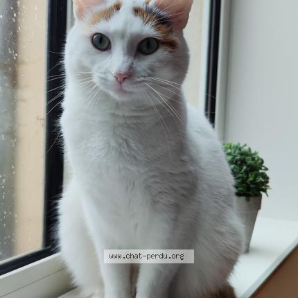 Foto 1/1 Esm&eacute;ralda Chat perdido en Cremarest