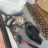 Foto del gato perdido en Troy