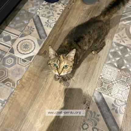 Foto 1/1 Tigrette Chat perdido en Tours