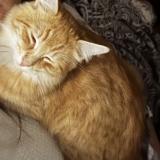 Foto del gato perdido en Tulsa