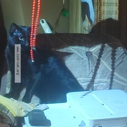 Foto 1/1 kush Chat perdido en Maple ridge