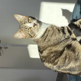 Foto del gato perdido en Senas