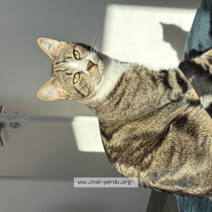 Foto 1/1 Eros Chat perdido en Senas