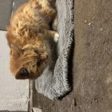 Foto de gato encontrado en Onzain