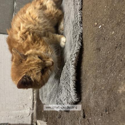 Foto 1/1 Gato encontrado Encontrado en Onzain