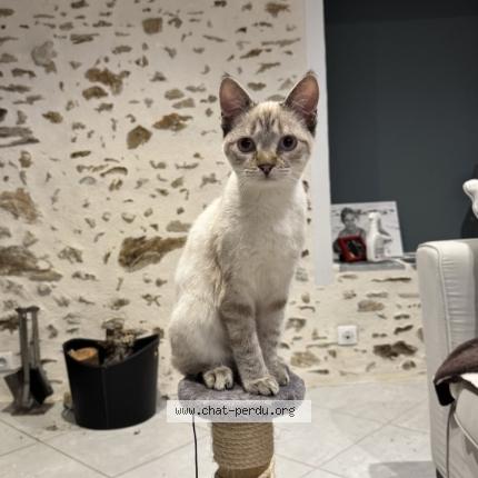 Foto 1/1 Natacha Clément Chat perdido en Chaptelat