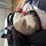 Foto de gato encontrado en Bordeaux