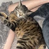 Foto del gato perdido en Pexiora