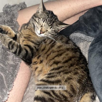 Foto 1/1 Boobi Chat perdido en Pexiora