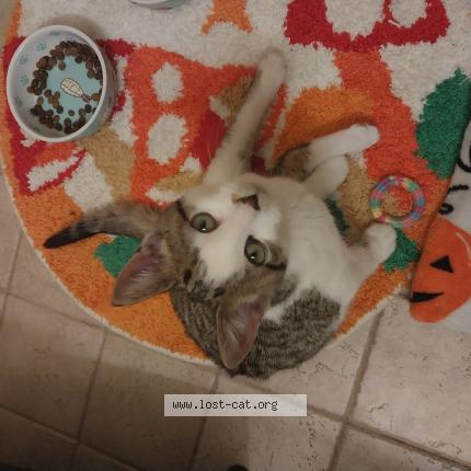 Foto 1/1 Gato encontrado Encontrado en Grand rapids