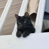 Foto del gato perdido en Mirabel