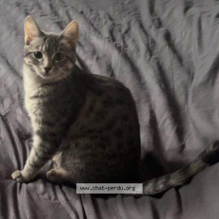 Foto 1/1 Aiko Chat perdido en Erstein