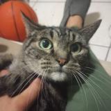 Foto del gato perdido en Los Angeles