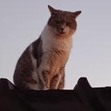 Foto del gato perdido en Plesse