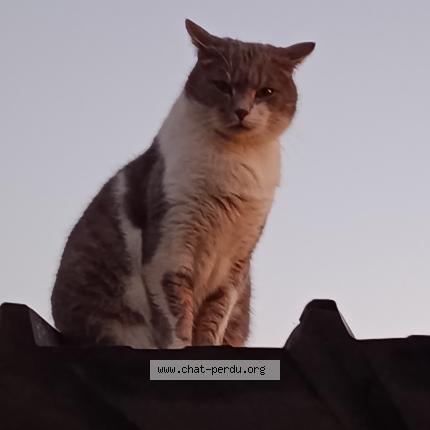 Foto 1/1 Pilou Chat perdido en Plesse