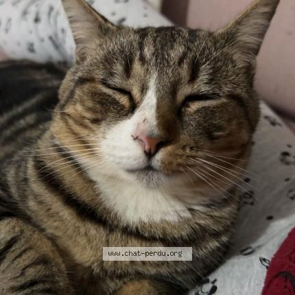 Foto 1/1 Seyna Chat perdido en Aussonne