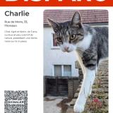 Foto del gato perdido en Thimeon