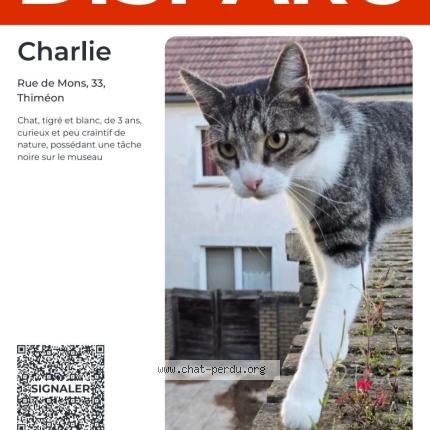 Foto 1/3 Charlie Chat perdido en Thimeon