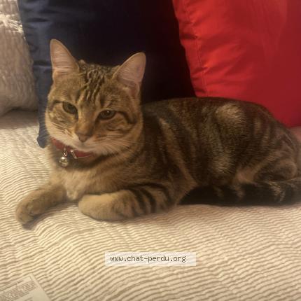 Foto 1/1 Aya Chat perdido en Limoges