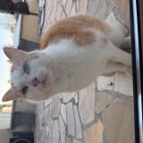 Foto de gato encontrado en Saint Saturnin